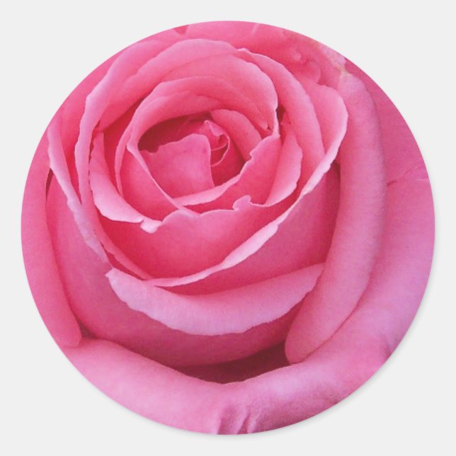 Adesivo Rosa Rosa Close-Up (Frente)