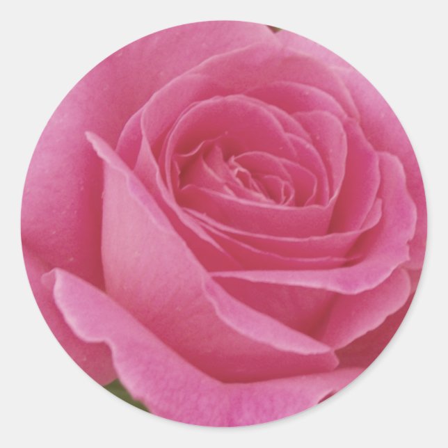 Adesivo Rosa Rosa Elegante (Frente)