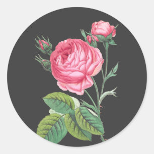 Adesivo Rosa rosa floral moderno