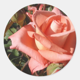 Adesivo Rosa Rosa Peachada