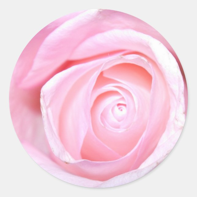 Adesivo Rosa Rosa Rosa (Frente)