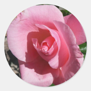Adesivo Rosa Rosa Rosa