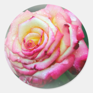 Adesivo Rosa rosa-rosa e amarela