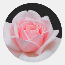 Adesivo Rosa Rosa Rosa Elegante Floral