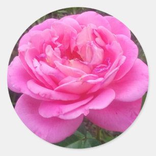 Adesivo Rosa rosa rosa "Leonardo Da Vinci"