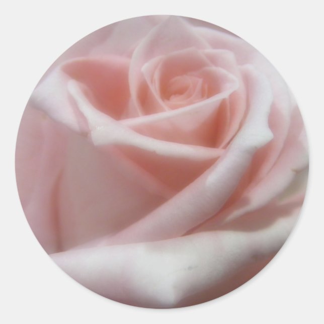 Adesivo Rosa Rosa Rosa Pálida Maciça (Frente)