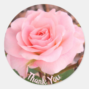 Adesivo Rosa Rosa Rosa Rosa Flor