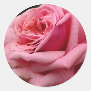 Adesivo Rosa Rosa Rosa Rosa I Bonito Fotografia Floral
