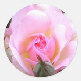Adesivo Rosa Rosa Rosa Rosa Rosa Inglesa