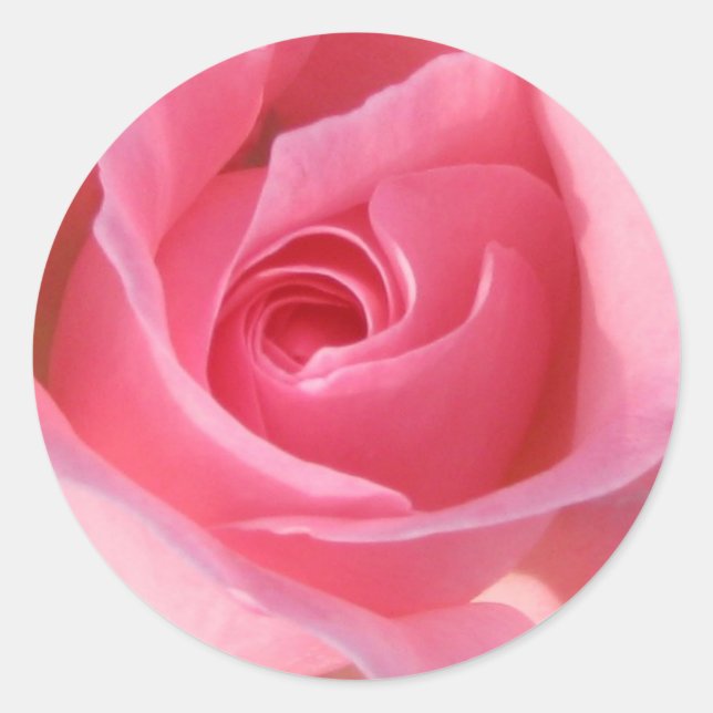 Adesivo Rosa Rosa Rosa solteiro (Frente)
