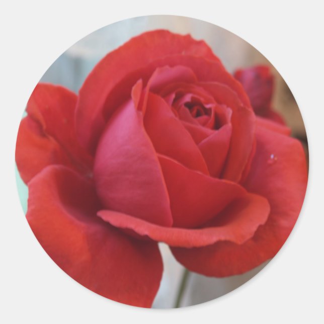 Adesivo Rosa vermelha (Frente)