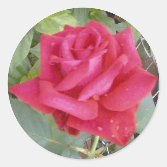 Adesivo Rosa vermelha (Frente)