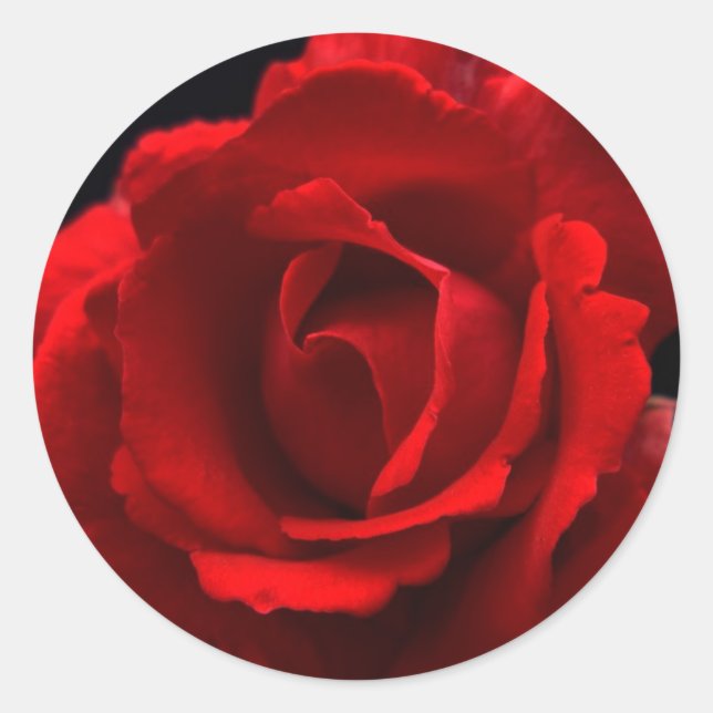 Adesivo Rosa vermelha (Frente)