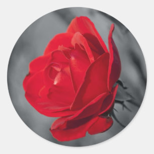 Adesivo Rosa Vermelha