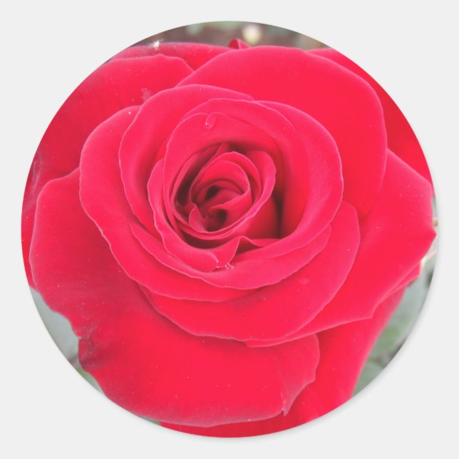 Adesivo Rosa vermelha (Frente)