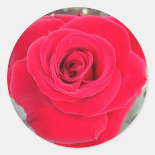 Adesivo Rosa vermelha