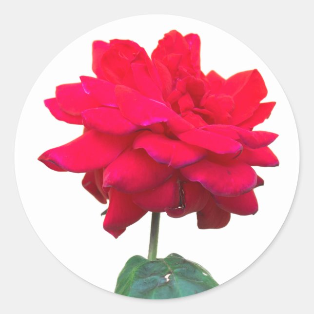 Adesivo Rosa vermelha (Frente)