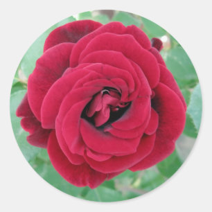Adesivo rosa vermelha