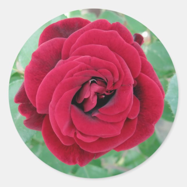 Adesivo rosa vermelha (Frente)