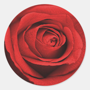 Adesivo Rosa Vermelha Branca (Qualquer Cor) Casamento Rúst