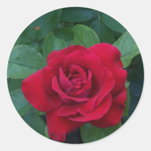 Adesivo Rosa Vermelha de Perto