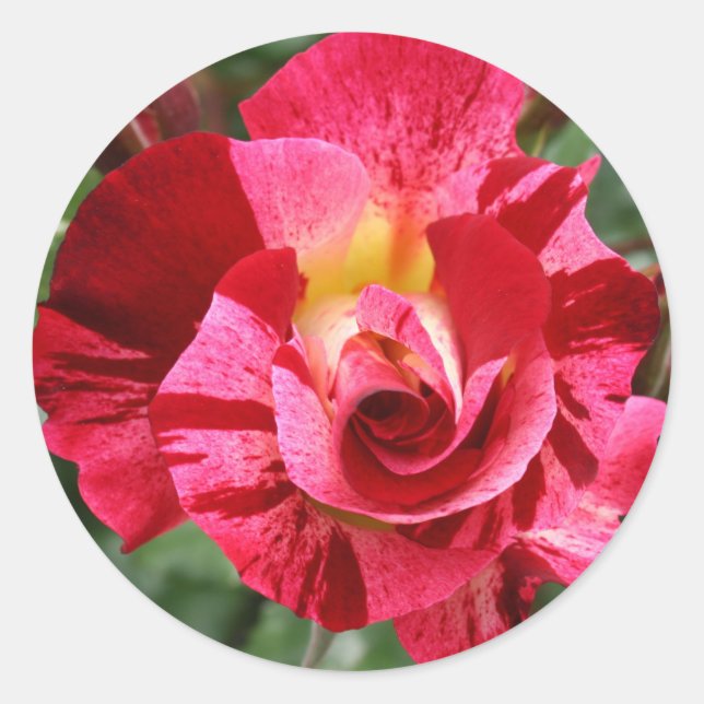 Adesivo Rosa Vermelha e Rosa Rosa Rosa (Frente)