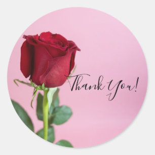 Adesivo Rosa vermelha no romântico rosa