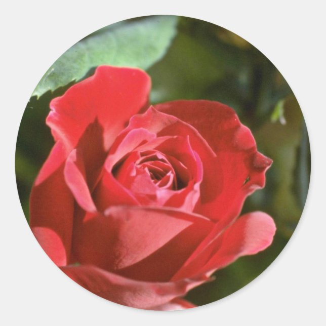 Adesivo Rosa vermelha, parcialmente flores abertas (Frente)