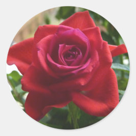 Adesivo rosa vermelha pequena