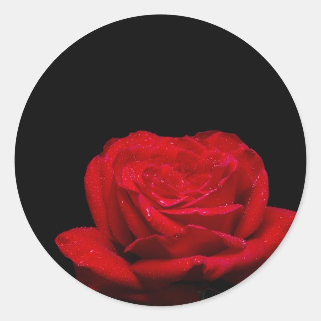 Adesivo Rosa vermelha vermelha (Frente)