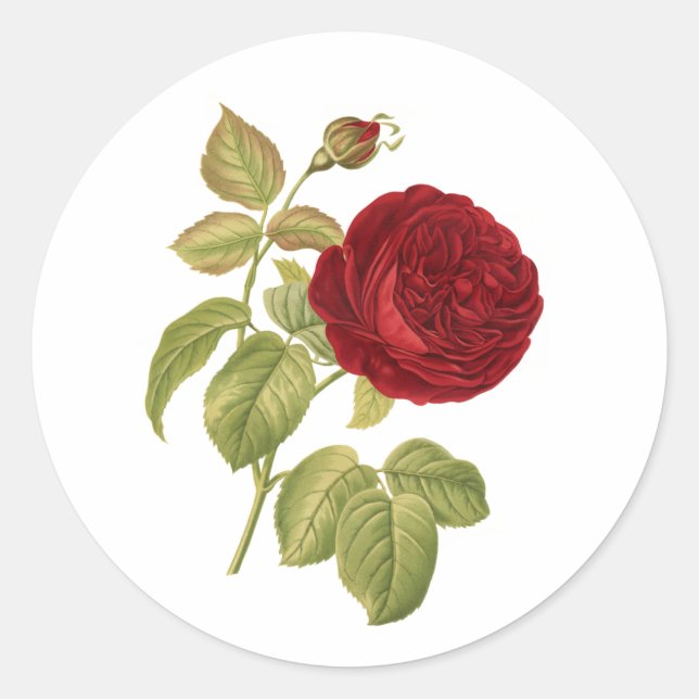 Adesivo Rosa vermelha vitoriana do PixDezine (Frente)