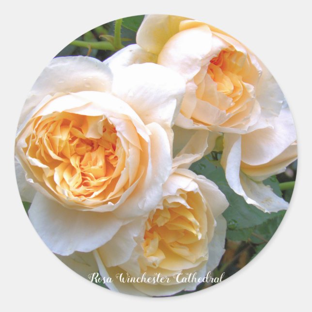 Adesivo Rosa Winchester Cathedral ラウンドシール (Frente)