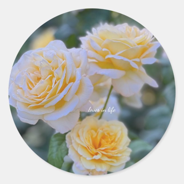 Adesivo Rosas Amarelas Claras Lindas (Frente)