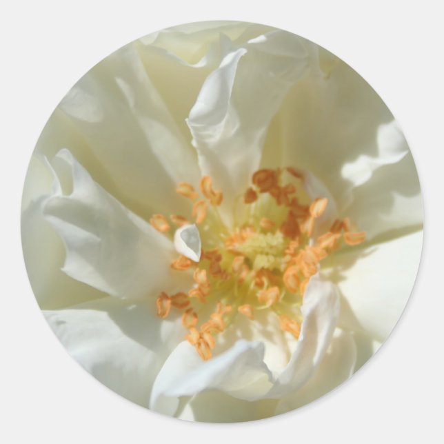 Adesivo Rosas brancas e solares - Pentes (Frente)