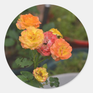 Adesivo Rosas casaco de Joseph
