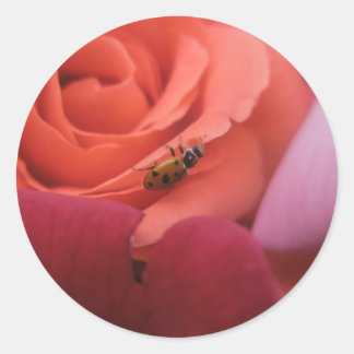 Adesivo Rosas de joaninha