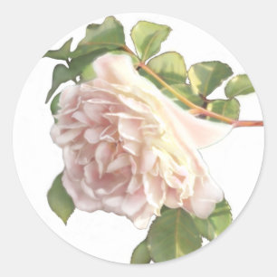 Adesivo Rosas de marfim