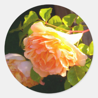 Adesivo Rosas de Pêssego do País