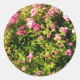 Adesivo Rosas rosa na floração