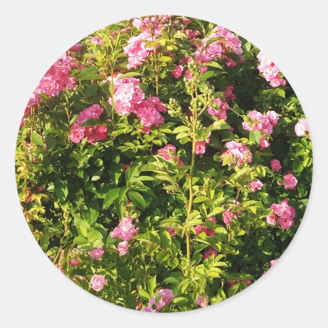Adesivo Rosas rosa na floração (Frente)