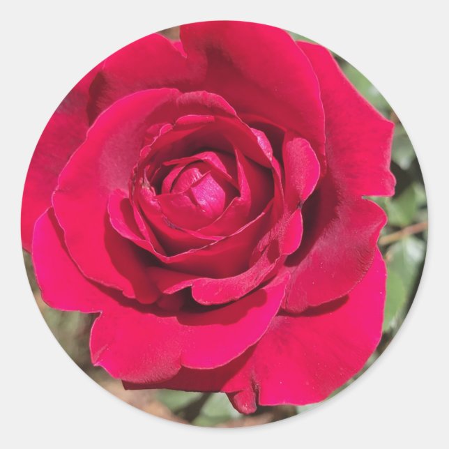 Adesivo Rosas vermelhas (Frente)