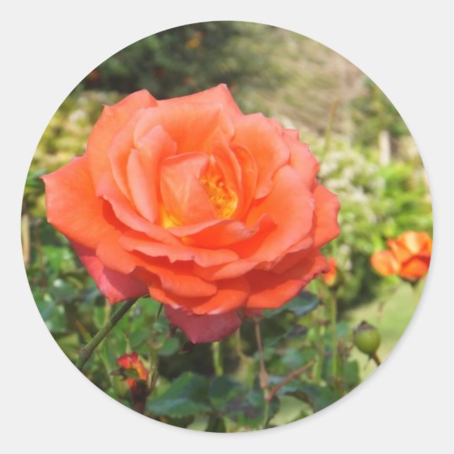 Adesivo Rosas vermelhas (Frente)