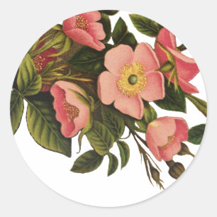 Adesivo Rosas Vintage Lindas Botânica Rosa