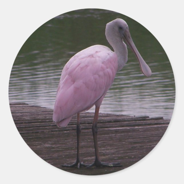 Adesivo Roseate Spoonbill (Frente)
