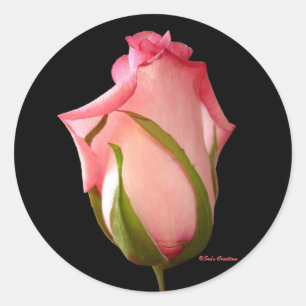 Adesivo Rosebud cor-de-rosa