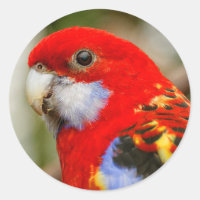 Rosella Oriental Cheeky