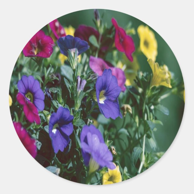 Adesivo roses are smart (Frente)