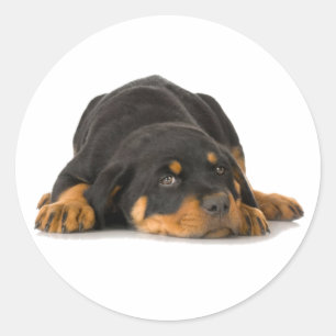 Adesivo Rottweiler
