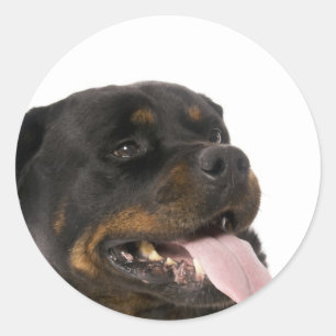 Adesivo rottweiler grande