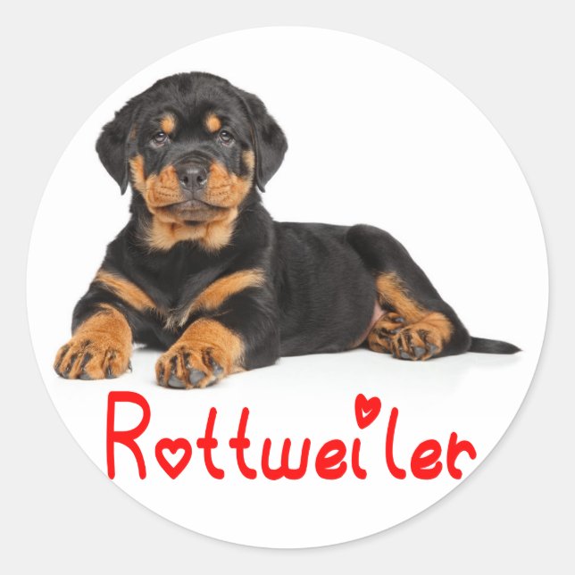 Adesivo Rottweiler Puppy Brown e Black Dog Red Love (Frente)